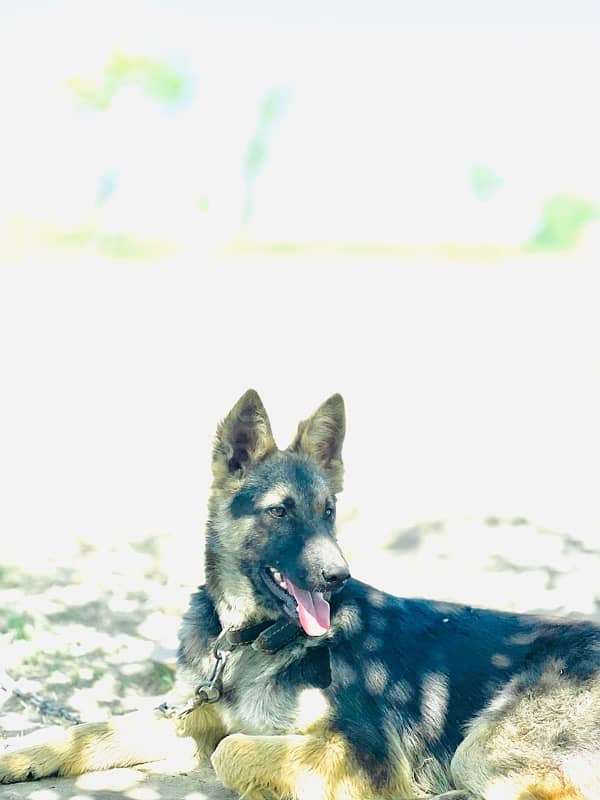 top quality German Shepherd Stock coat female available for sale 3