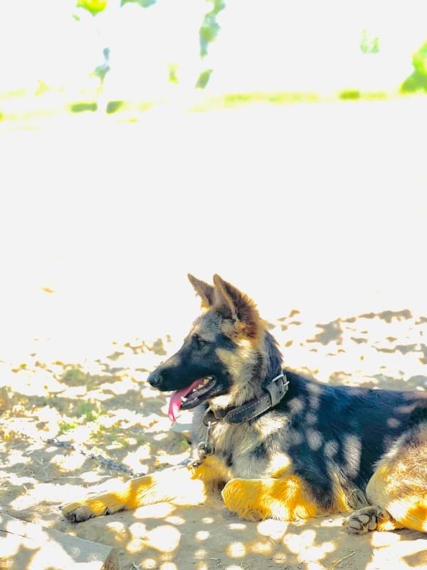 top quality German Shepherd Stock coat female available for sale 4