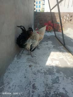 golden misri