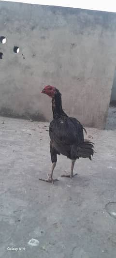 aseel