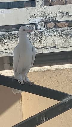 beautiful  gubara  pigeon