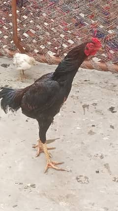 Thai Cross male