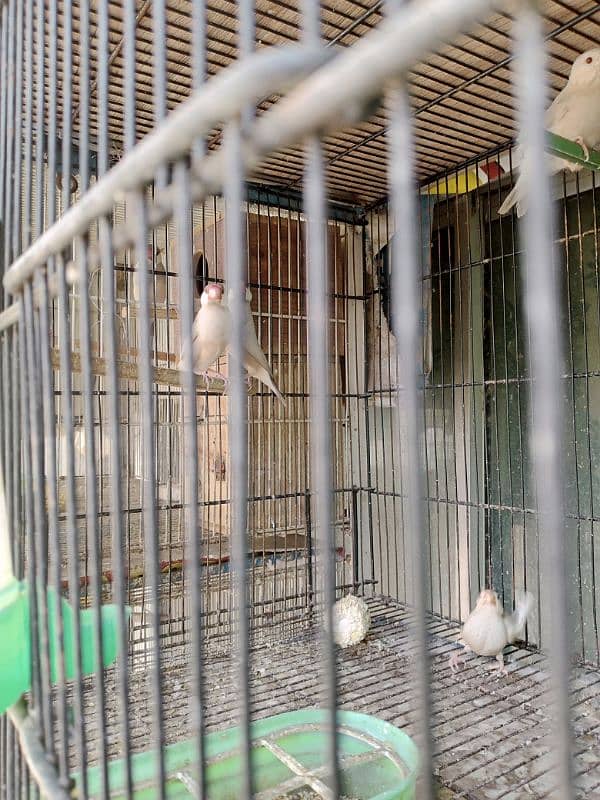 faun java breeder pair 0