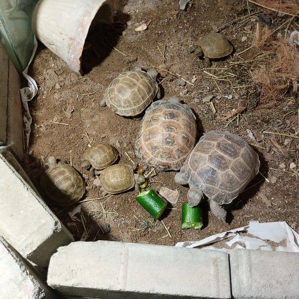 Russian tortoise 0