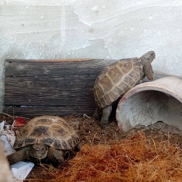 Russian tortoise 1