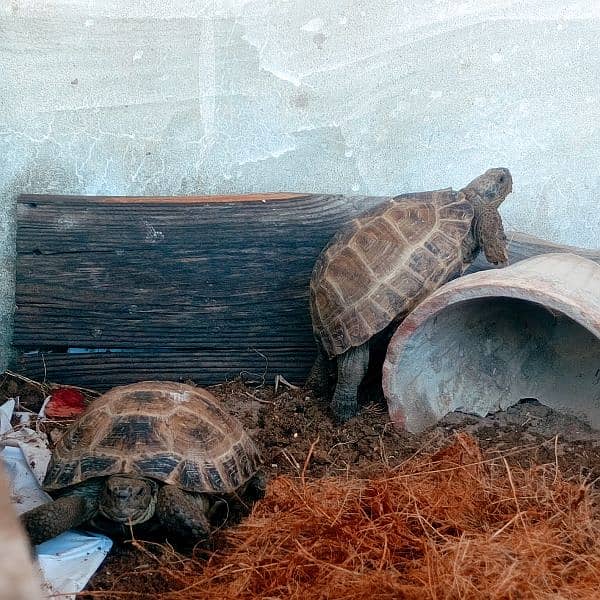 Russian tortoise 2