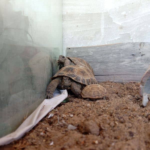 Russian tortoise 3