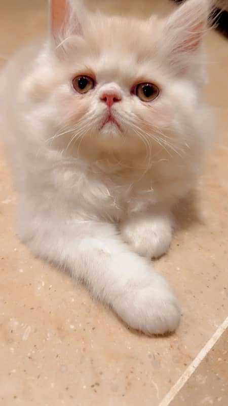 Top quality extreme punch kitten 0