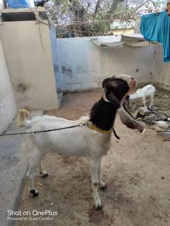 pateri