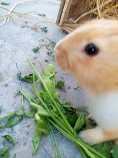 2 month