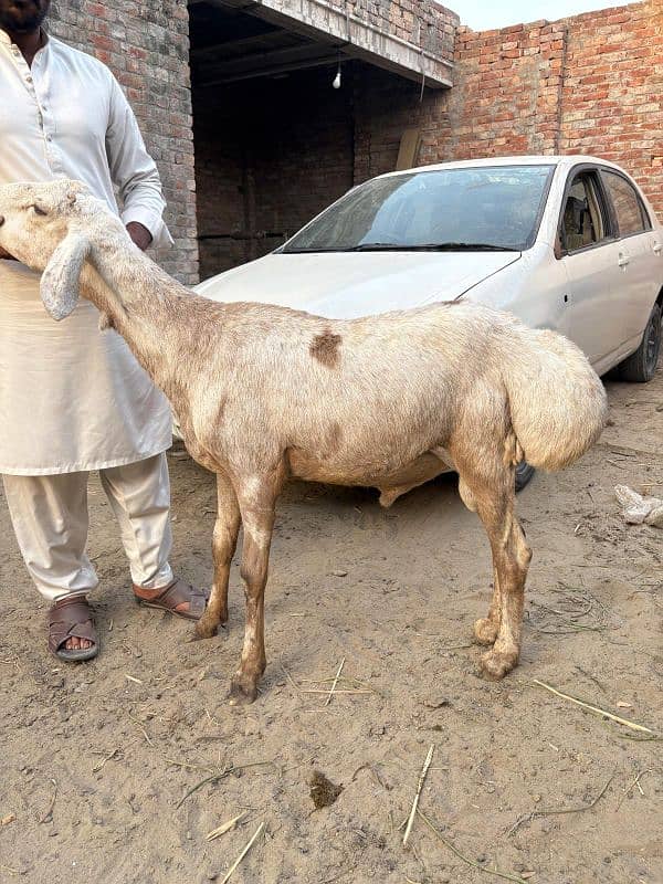 Dumba for qurbani 1