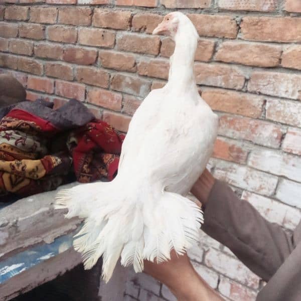 Heera aseel pair 1