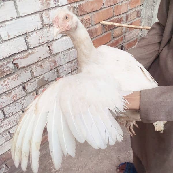 Heera aseel pair 8