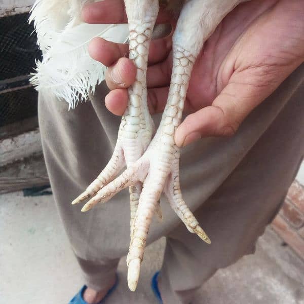 Heera aseel pair 9