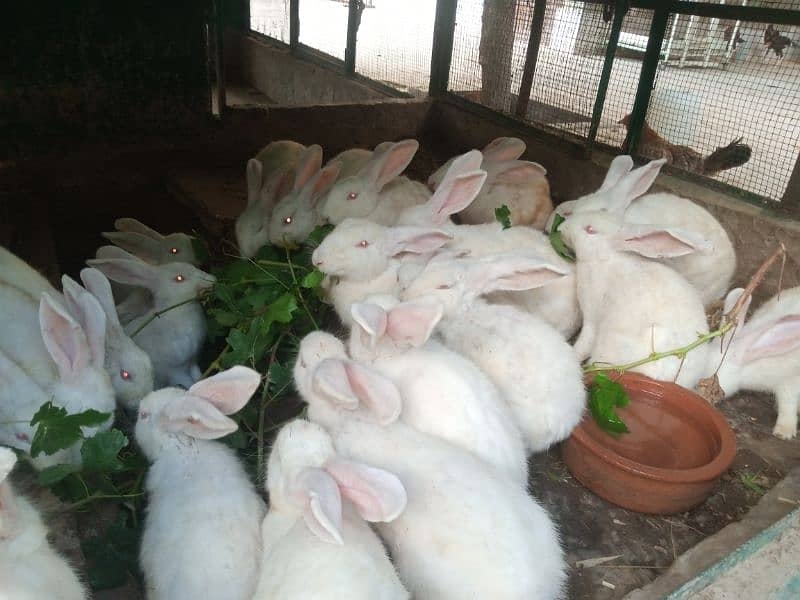 Rabbits 0