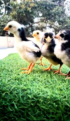 Aseel shamoo | Shamoo chicks | Japanes King o shamo | Chicks | Hens