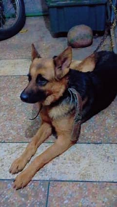German Shepherd (Female)