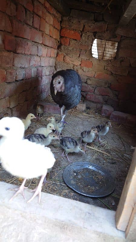 Turkey Bird chick's pair 1