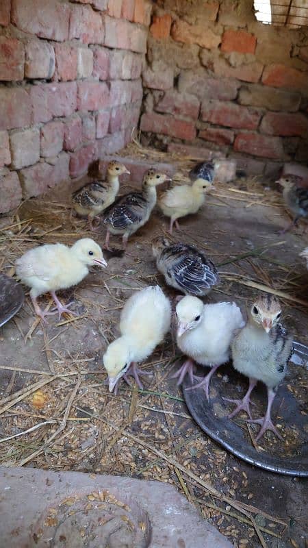 Turkey Bird chick's pair 2