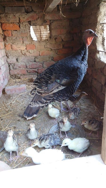 Turkey Bird chick's pair 3