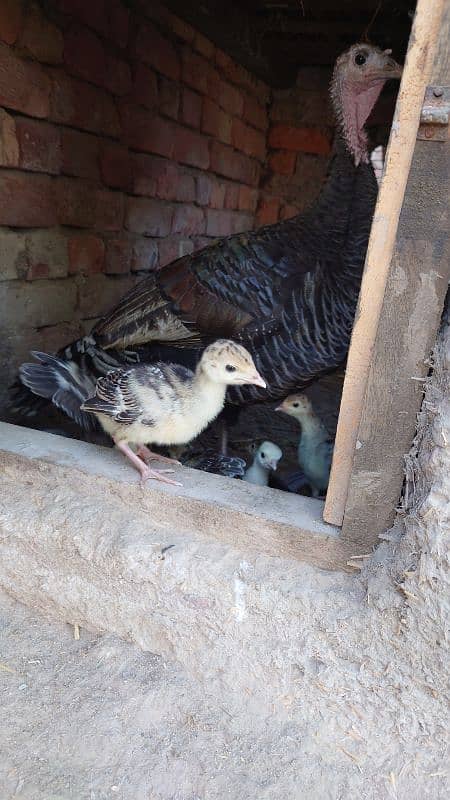 Turkey Bird chick's pair 4