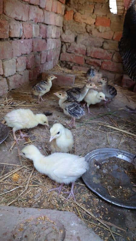 Turkey Bird chick's pair 8