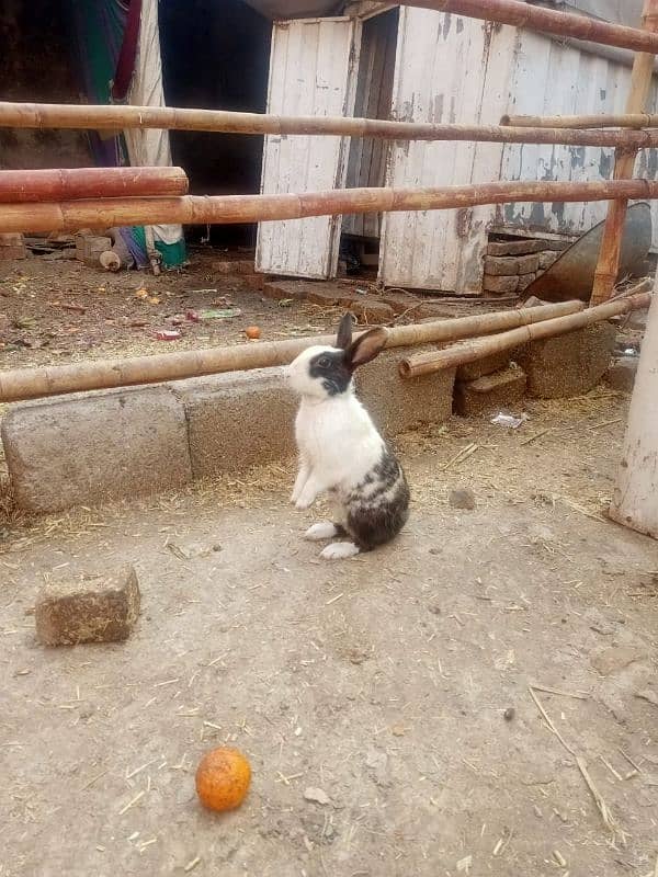 rabbits for sale total male female adult 0