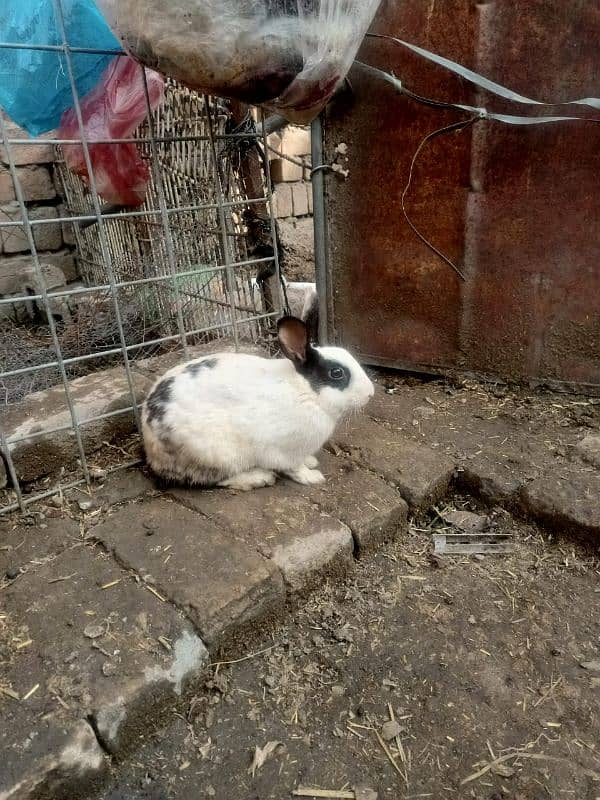 rabbits for sale total male female adult 1