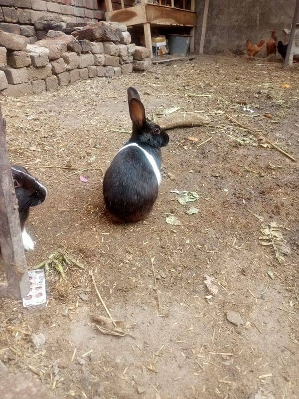 rabbits for sale total male female adult 2