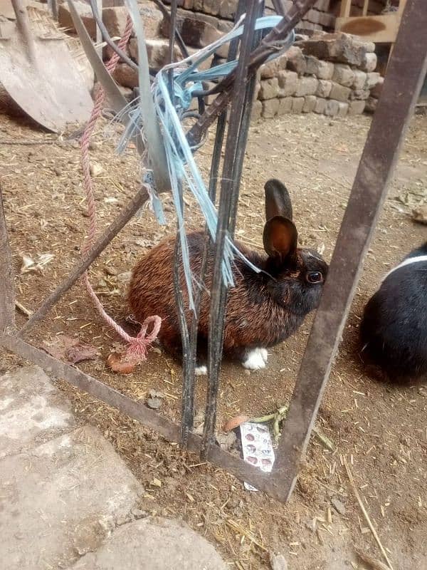 rabbits for sale total male female adult 3