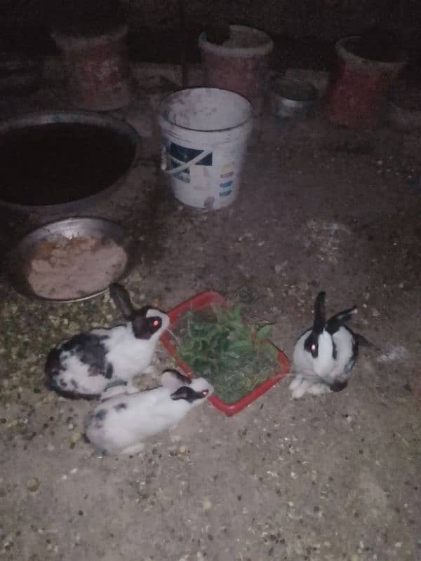 rabbits for sale total male female adult 4