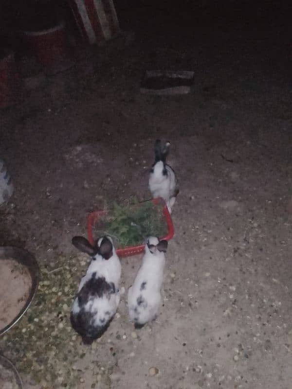 rabbits for sale total male female adult 5