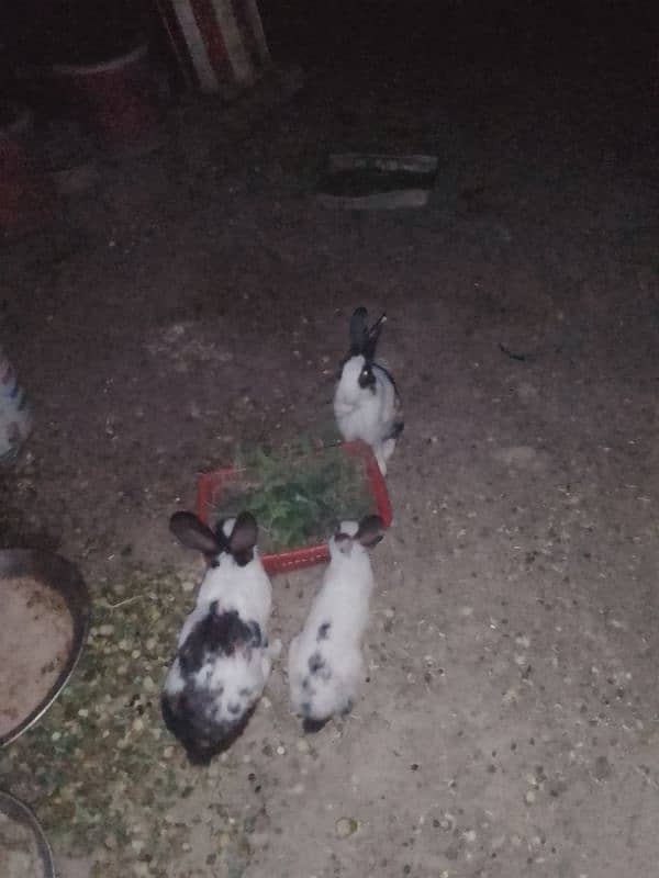 rabbits for sale total male female adult 6