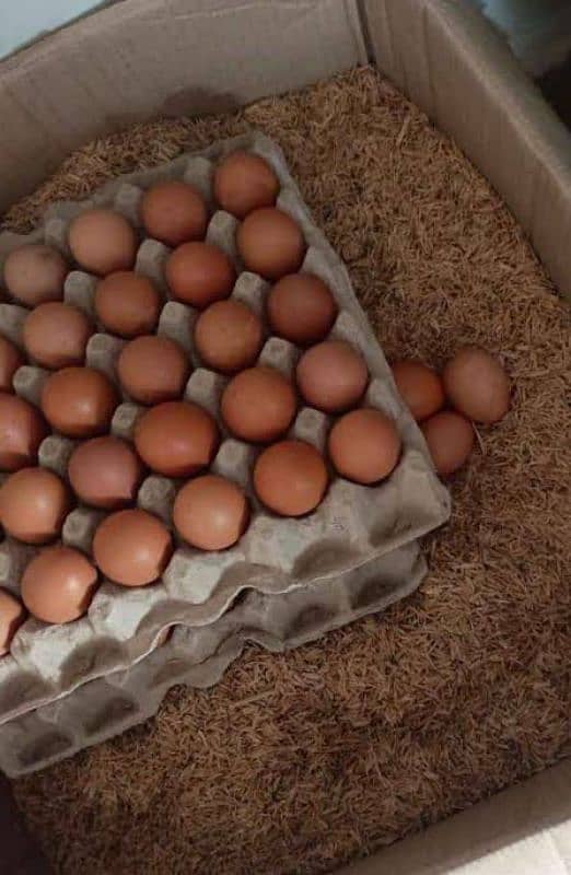 Desi eggs 0