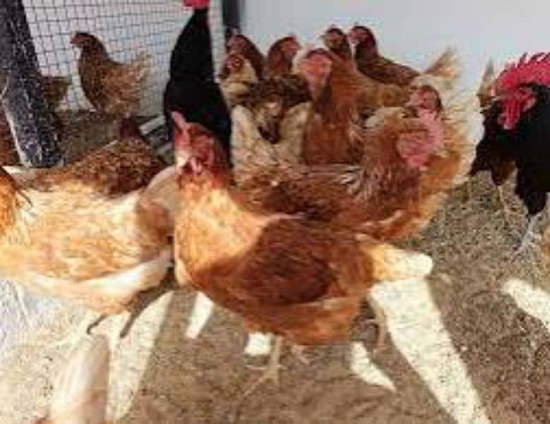 Desi eggs 1