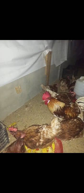 Desi eggs 2