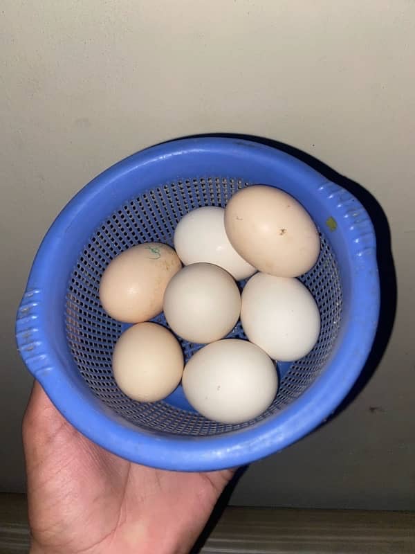 desi eggs home breed hens eggs for sale 1 dozen 400 0