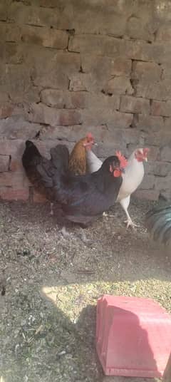 golden misri hens