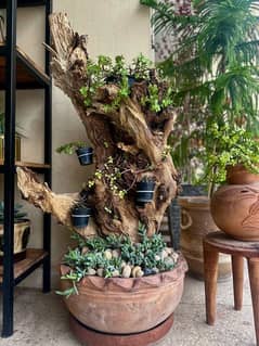 Wood log pot (bonsai edition)