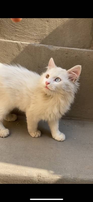 persion Cat For Female 2 Color Eyes 1