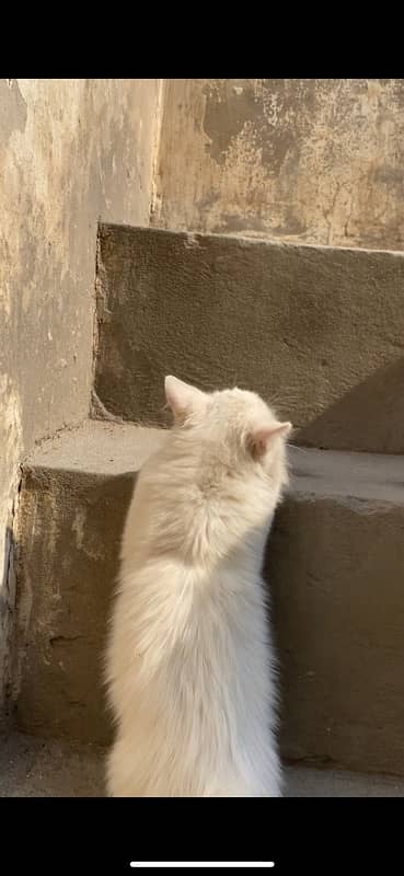 persion Cat For Female 2 Color Eyes 2