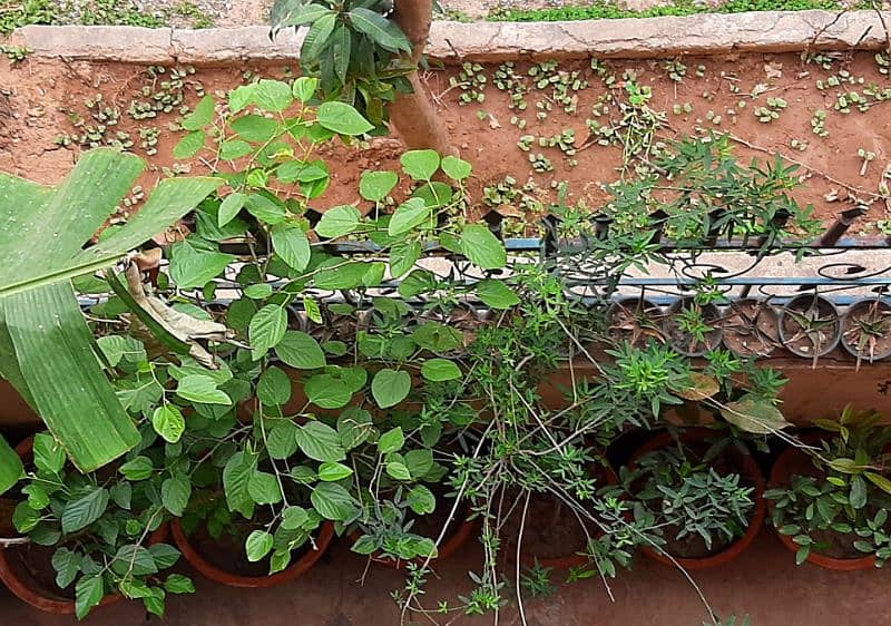 due to urgent shifting trees cactus succulents and fruit plants 0