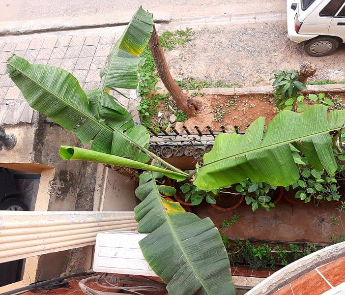 due to urgent shifting trees cactus succulents and fruit plants 1