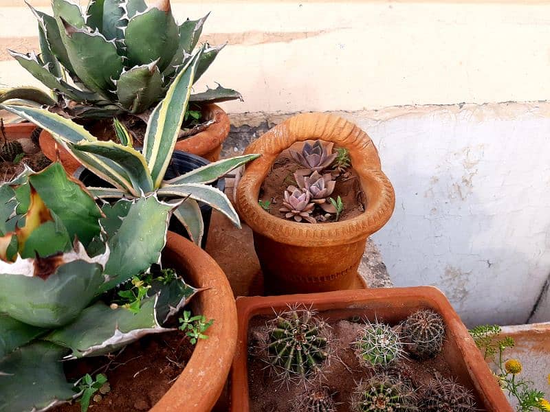 due to urgent shifting trees cactus succulents and fruit plants 2