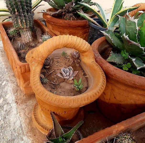 due to urgent shifting trees cactus succulents and fruit plants 3