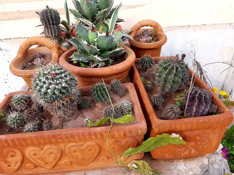 due to urgent shifting trees cactus succulents and fruit plants 4