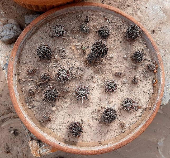 due to urgent shifting trees cactus succulents and fruit plants 5