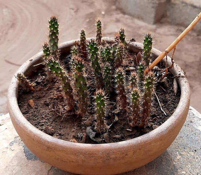 due to urgent shifting trees cactus succulents and fruit plants 6