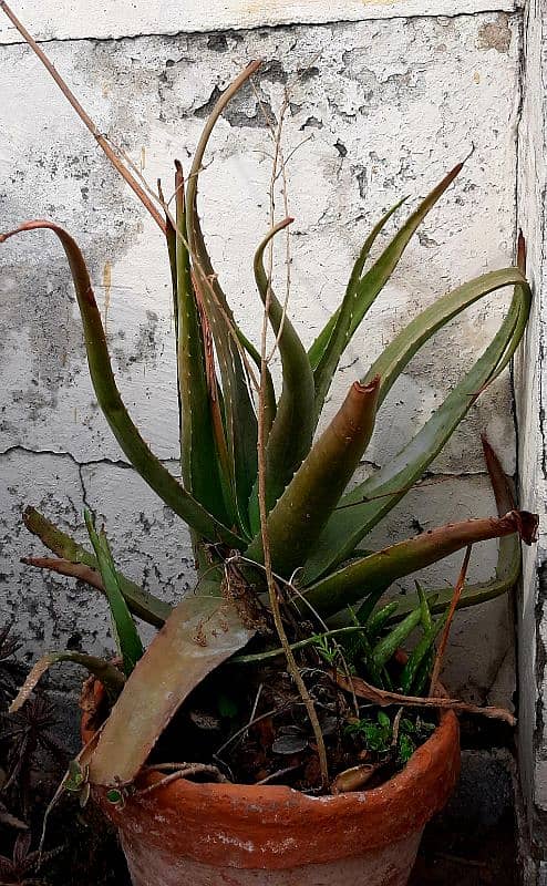 due to urgent shifting trees cactus succulents and fruit plants 8