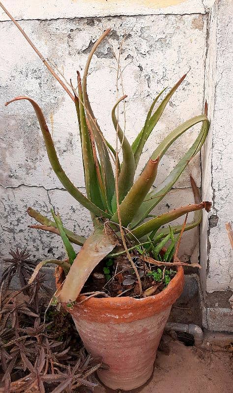 due to urgent shifting trees cactus succulents and fruit plants 9